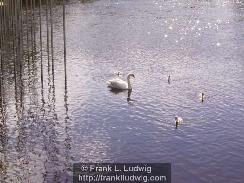 Nesting Swan